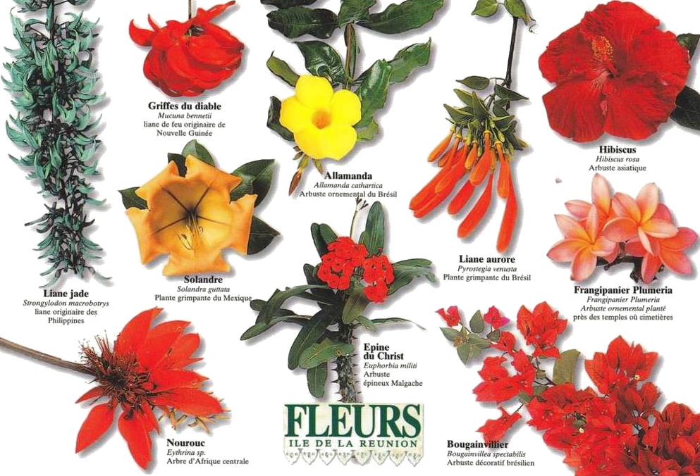 Flore De La Réunion Habiter La Réunion