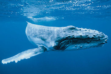 Lire la suite à propos de l’article Baleines à La Réunion, l’observation, la mise à l’eau et la charte d’approche