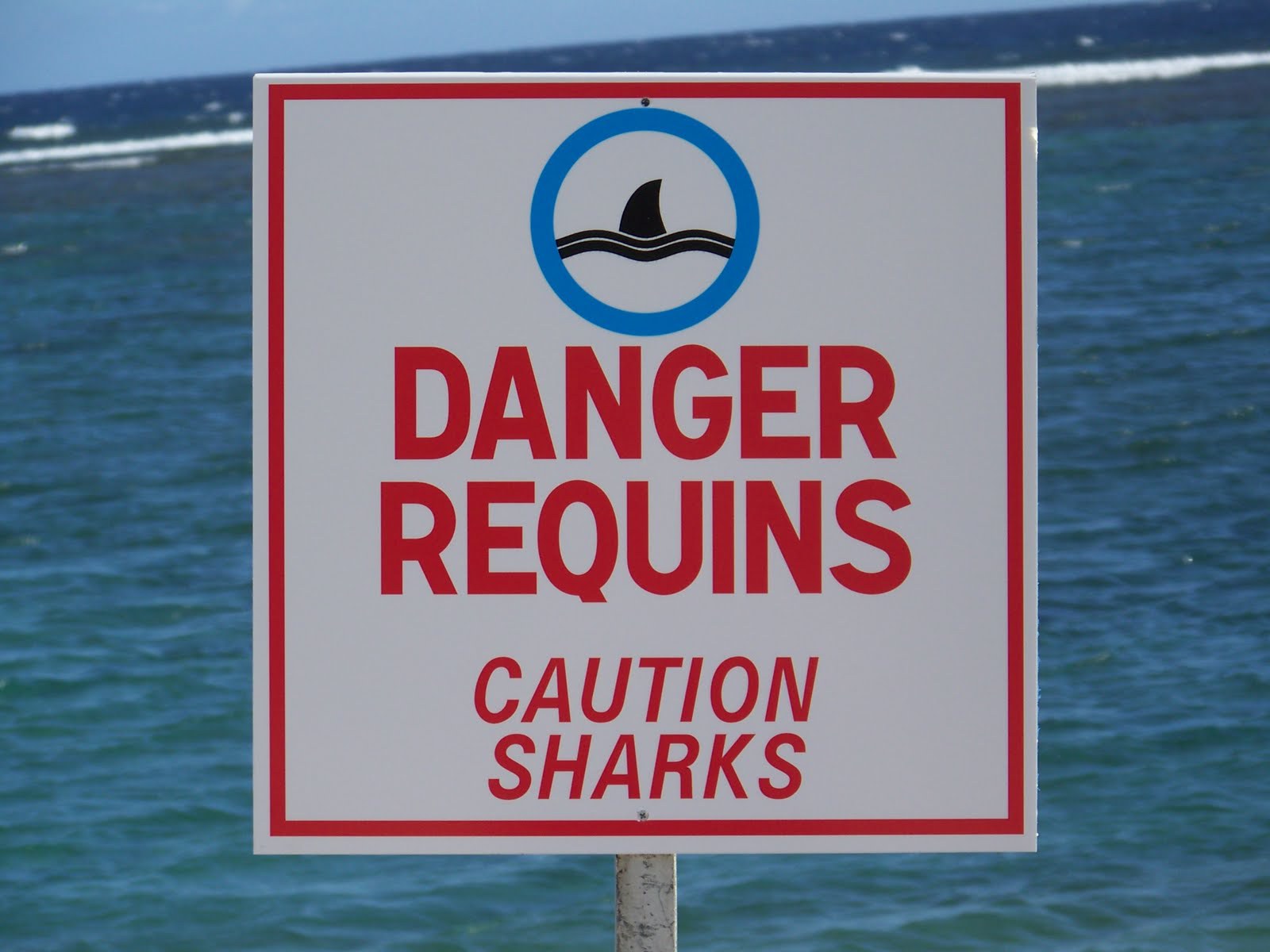 Lire la suite à propos de l’article Le risque requins à la Réunion