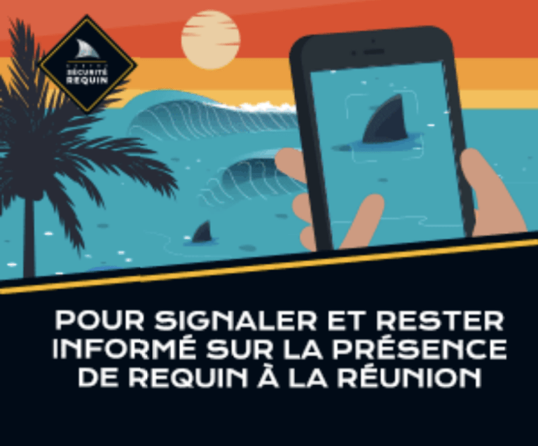 Le risque requins à La Réunion Habiter La Réunion